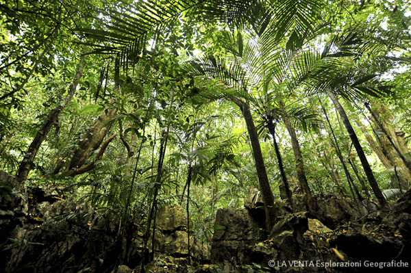 La selva nei pressi dell'Ombligo (foto Luca Sgamellotti)